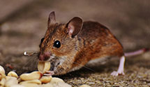24 Hour & Emergency Exterminators in Westbury, NY